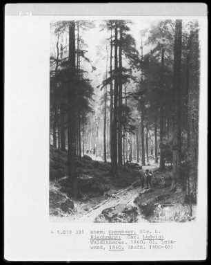 Waldinneres