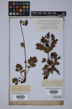 Rosa pimpinellifolia L.