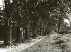 Buchenallee bei Colditz