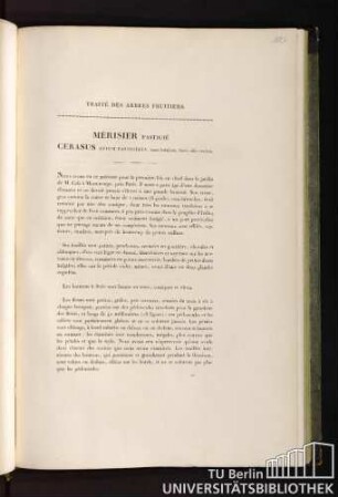 Traité des arbres fruitiers. Mérisier fastigié. Cerasus avium fastigiata, ramis fastigiatis, fructu albo cordato.