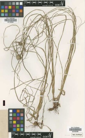 Cyperus diurensis Boeckeler var. acuminato-squamatus Kük.[type]