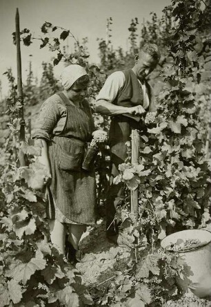 Radebeul, Weinberg Wackerbarths Ruhe : Radebeul-Niederlößnitz. Weinlese, Winzer und Winzerin beim Entfernen der faulen Beeren aus den Weintrauben. Im Weinberg des Schlosses "Wackerbarths Ruhe"