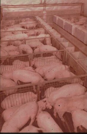 Fotografie: Mastschwein, Gitterrost, Gruppenhaltung