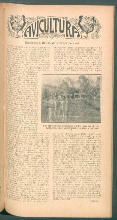 Distintos sistemas de crianza de aves : Avicultura