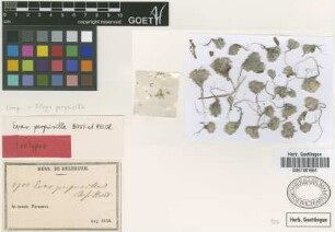 Evax perpusilla Boiss. & Heldr. [isotype]