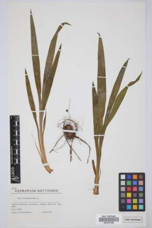 Iris foetidissima L.