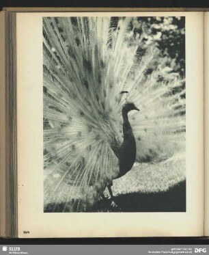 Balzender weißer Pfau. Zoo Frankfurt-M.