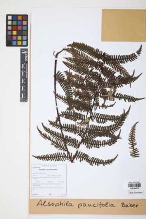 Alsophila paucifolia Baker