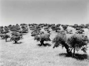 Olivenhain in Portugal