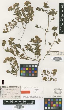 Stevia chamaedrys Griseb. [holotype]