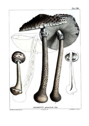 Tav. VIII. Agaricus procerus Scop.