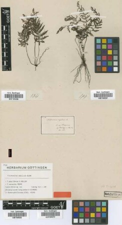 Didymoglossum longisetum C.Presl [type]