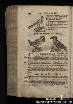 Cap. 47. Specht und Nußpicker, Picus.