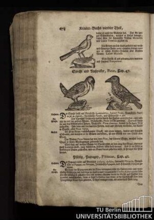 Cap. 47. Specht und Nußpicker, Picus.