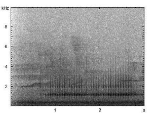 Kleinspecht | Dendrocopos minor - Trommeln