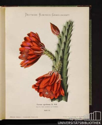 Cereus speciosus K. Scii.