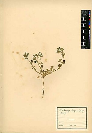 Leguminosae Medicago elegans Jacquin, Nikolaus Joseph von (1727 - 1817) [Arabische Halbinsel]