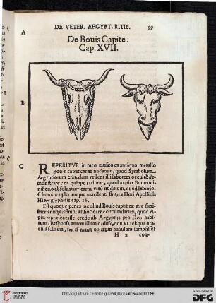 De Bouis Capite. Cap. XVII