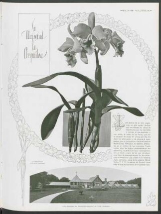 Su majestad la Orquídea : [con fotografías]