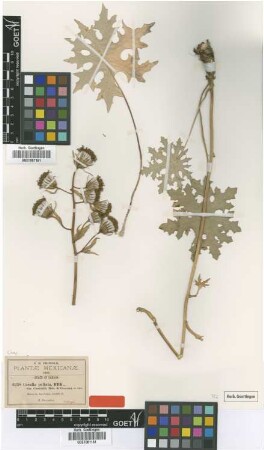 Cacalia peltata Kunth var. conzattii B.L.Rob. & Greenm.[syntype]