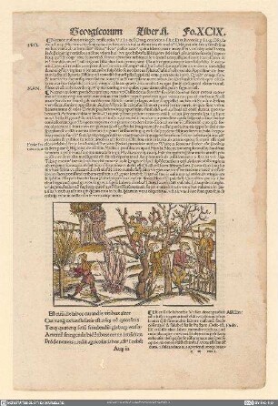 Georgicorum Liber II, Fo. XCIX, aus: [Opera / Vergilius Maro, Publius]