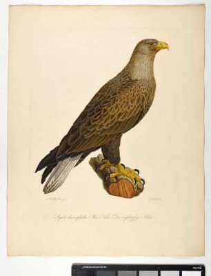 Aquila leucocephala. Mas. Nobis. Der weißköpfige Adler. - Seeadler. Haliaeetus albicilla; mas. - Zeichner: Johann Mathias Hergenröder; Stecher: Johann Carl Bock