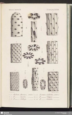 T. Crétacés, Pl. 669