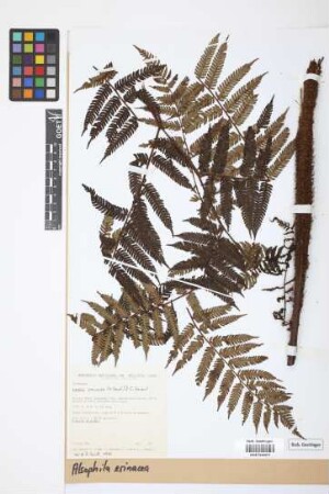 Alsophila erinacea (H.Karst.) D.S.Conant