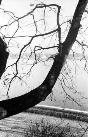Snagov: Uferpromenade, Vordergrund Baum