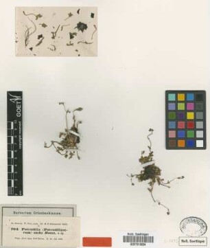 Potentilla nuda Boiss. [type]