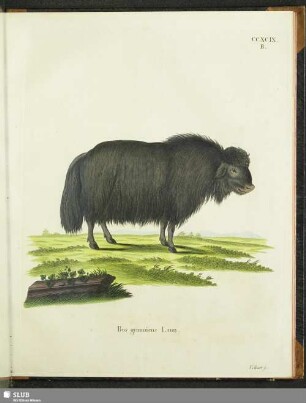 Bos grunniens Linn