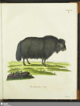 Bos grunniens Linn