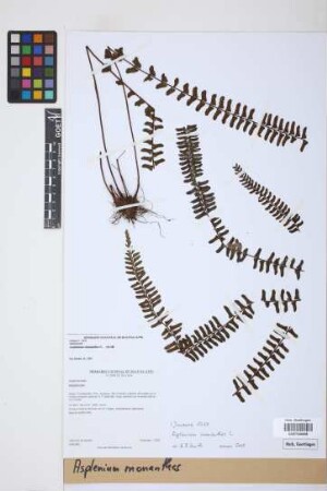 Asplenium monanthes