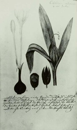 Pflanzenhandschrift: Herbstzeitlose - Colchicum autumnale L.