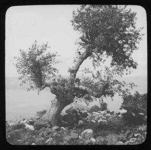 See v. Tiberia [See von Tiberias, See Genezareth] von Hippos [Kalat el-hosn] Terebinthe