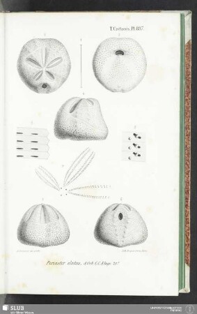 Pl. 897