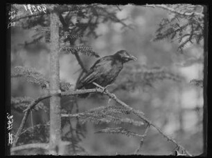 Junge Aaskrähe : Rochlitz, eine junge Aaskrähe (Corvus corone Linnaeus), auch Rabenkrähe.