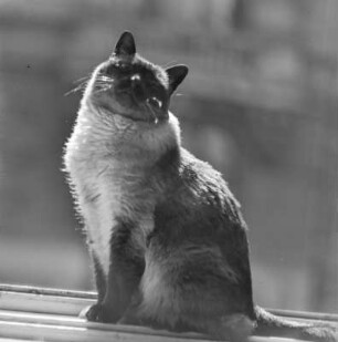 Katze auf der Fensterbank