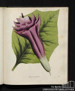 Datura fastuosa.