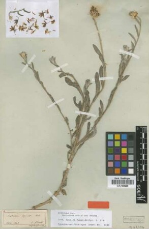 Centaurea anatolica Griseb. [syntype]