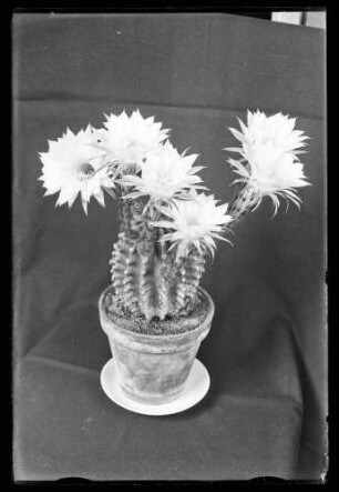 Kaktus mit großen Blüten