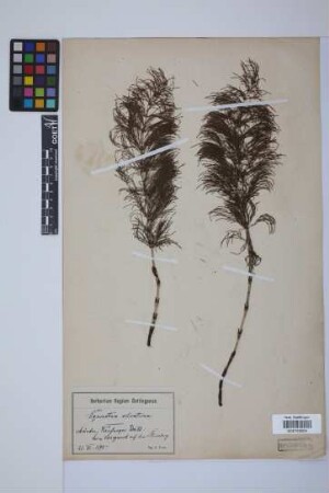 Equisetum sylvaticum L.