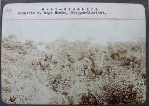 West-Usambara. Scenerie v. Wege Mombo, Steppendickicht