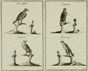 Beizvögel. Reproduktion aus: Hans Friedrich von Fleming "Der Vollkommene Teutsche Jäger", 1719