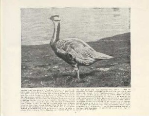 Indische Gans