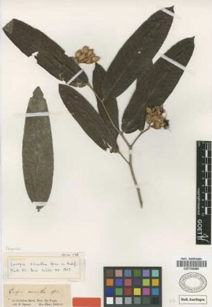 Couepia eriantha Spruce ex Hook. f. [paratype]