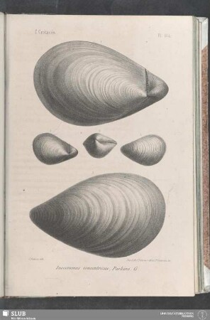 Pl. 404