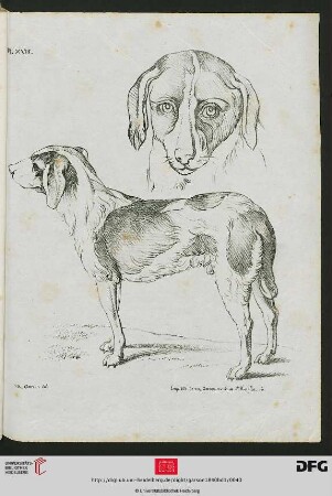 Pl. XVIII [Hunde, Kopf, Körper (Schraffur; nach Desportes)]