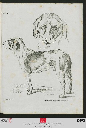 Pl. XVIII [Hunde, Kopf, Körper (Schraffur; nach Desportes)]
