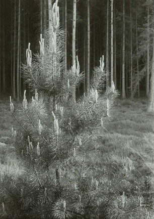 Moritzburger Wald, Maiwuchs an einer jungen Kiefer